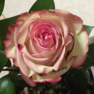 Meet your Posher, Doan